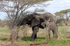 Afrikanischer Elefant (21 von 131).jpg